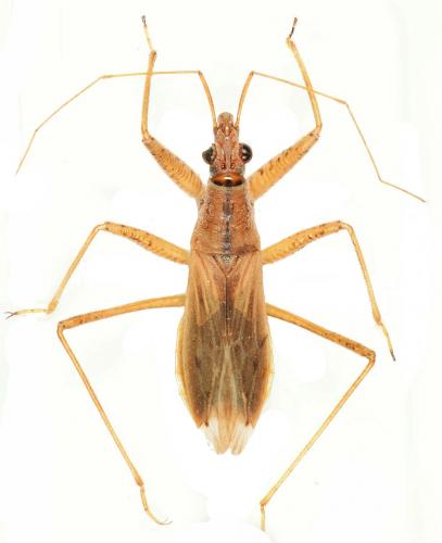 Réf. 186 338 : Nabis meridionalis meridionalis
